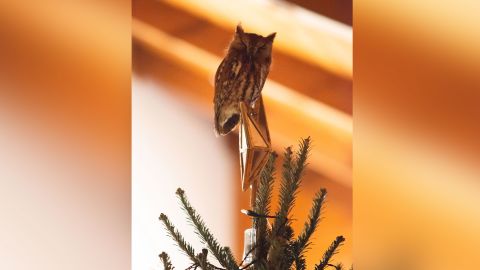 Who needs a tree topper when you have an owl?