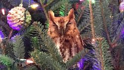 owl in christmas tree