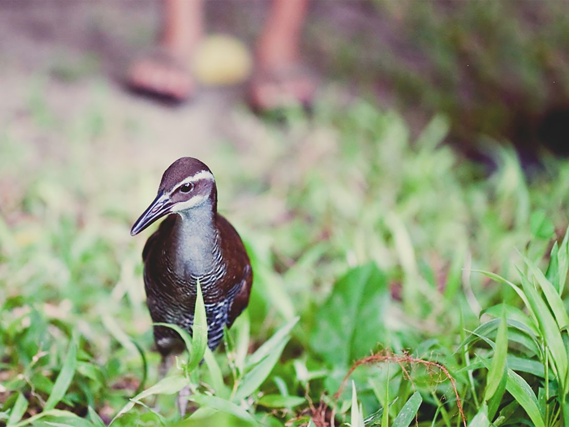 This Guam rail was released on Cocos Island.