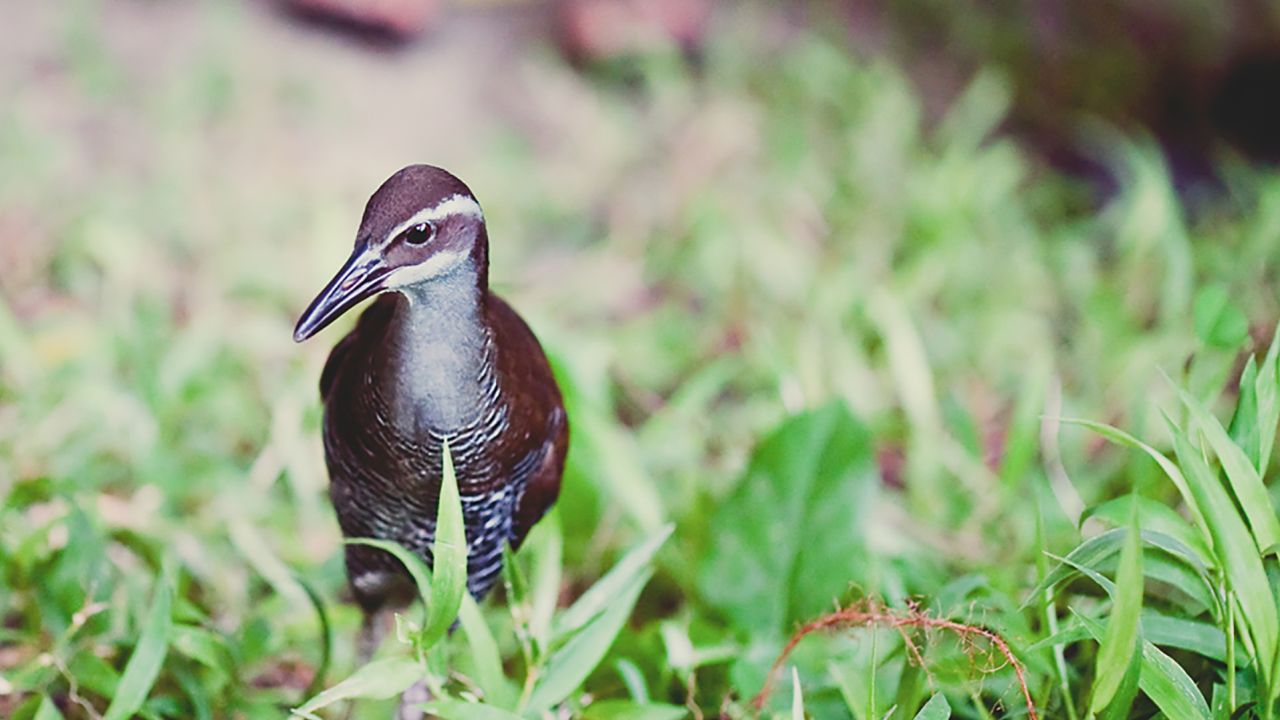 This Guam rail was released on Cocos Island.