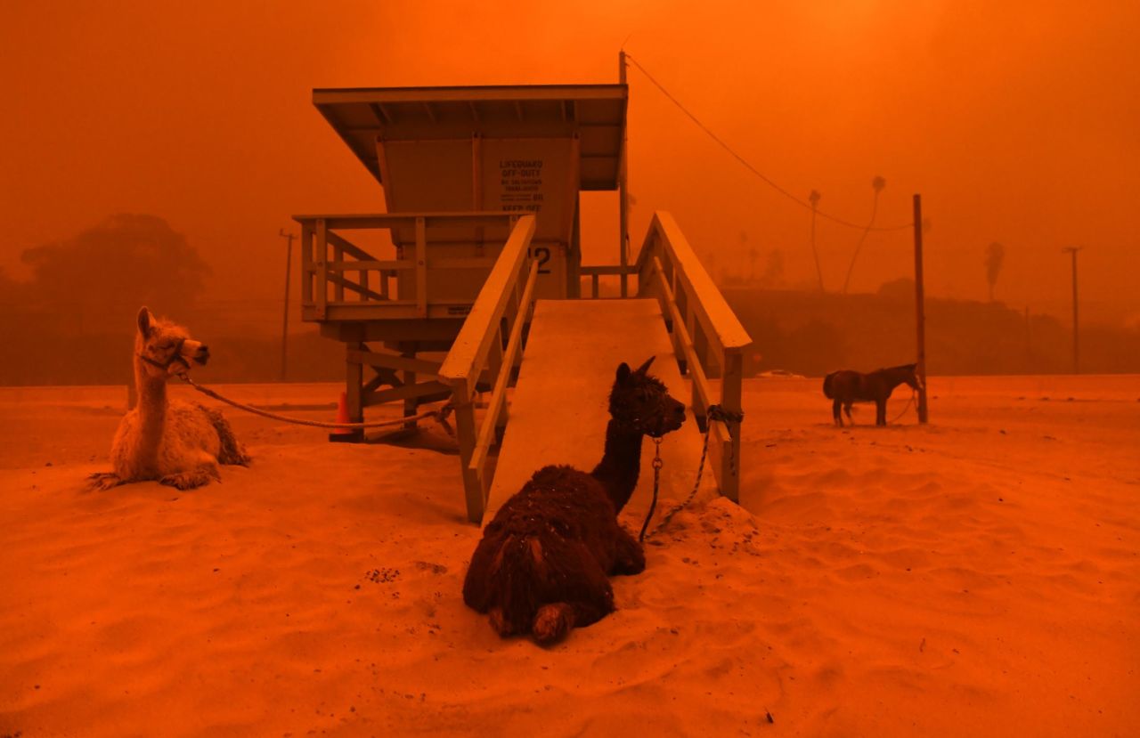 Llamas are tied to a lifeguard stand as the Woolsey Fire comes down a hill in Malibu, California, in November 2018. <a href="https://www.cnn.com/2018/11/08/us/gallery/camp-fire-california-wildfire/index.html" target="_blank">In pictures: Wildfires tear across California</a>
