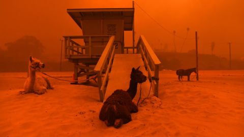 Llamas are tied to a lifeguard stand as the Woolsey Fire comes down a hill in Malibu, California, in November 2018. <a href="https://www.cnn.com/2018/11/08/us/gallery/camp-fire-california-wildfire/index.html" target="_blank">In pictures: Wildfires tear across California</a>