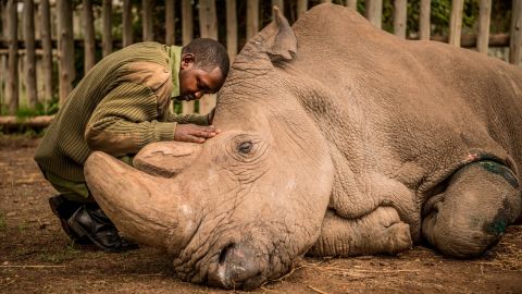 Joseph Wachira comforts Sudan, a northern white rhino, moments before the animal died at the Ol Pejeta Conservancy in Kenya in March 2018. Sudan was 45 years old and in poor health. <a href="https://www.cnn.com/interactive/2018/03/world/last-rhino-cnnphotos/" target="_blank">The life he lived: Photos of the last male northern white rhino</a>