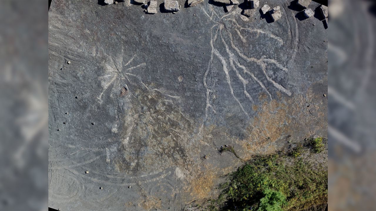 Overview of well-preserved Archaeopteris root system, left, and possible Stigmarian Isoetalean lycopsid.
