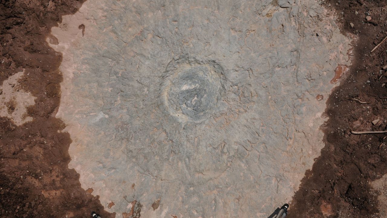 Eospermatopteris root system in overwash sediment.  