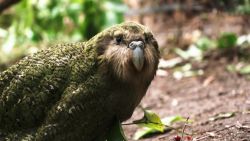 kakapo new zealand C2E_00000801.jpg