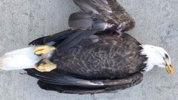 bald eagle shot indiana trnd