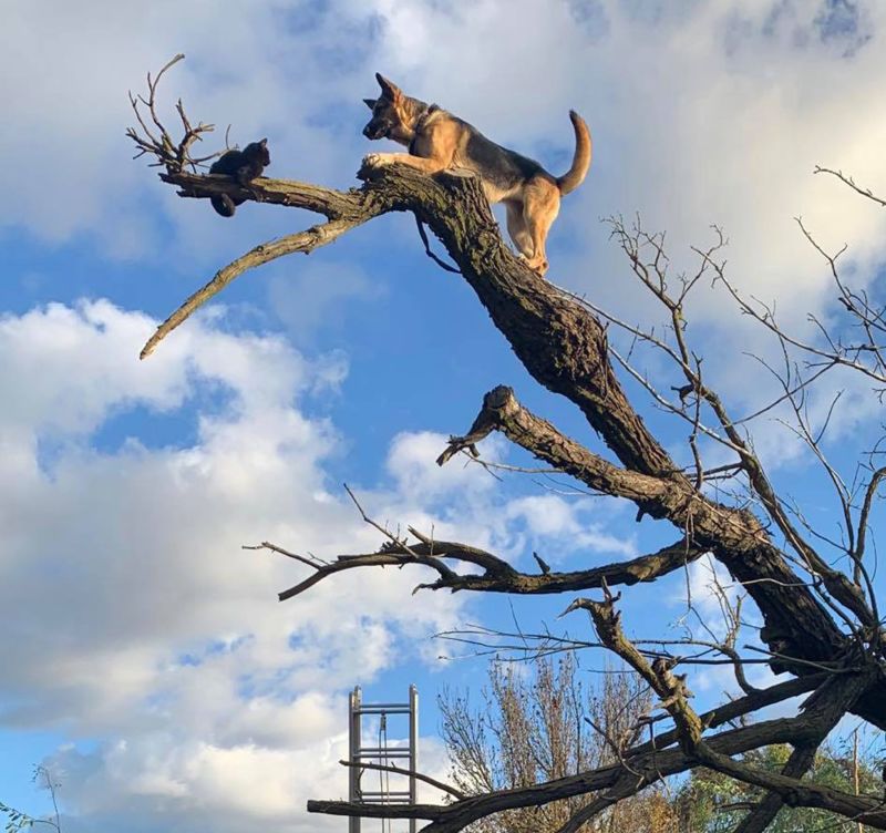 Cat stuck in a 2024 tree