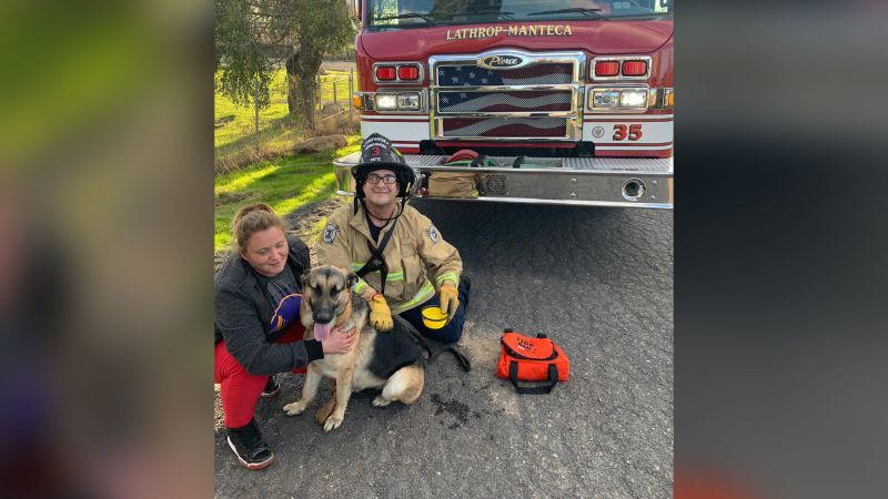 cat in a tree emergency rescue