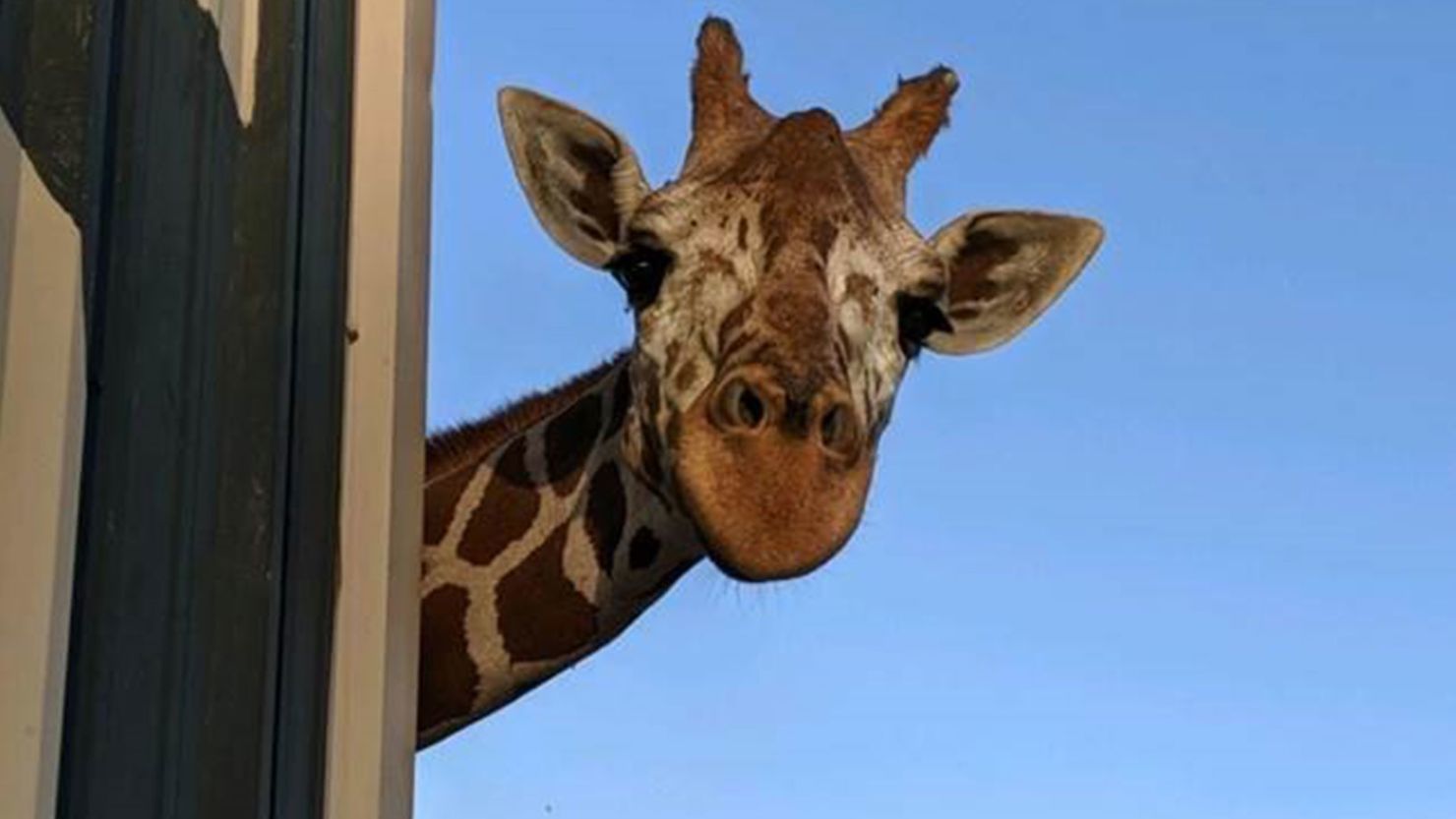 Phoenix zoo giraffe dies trnd