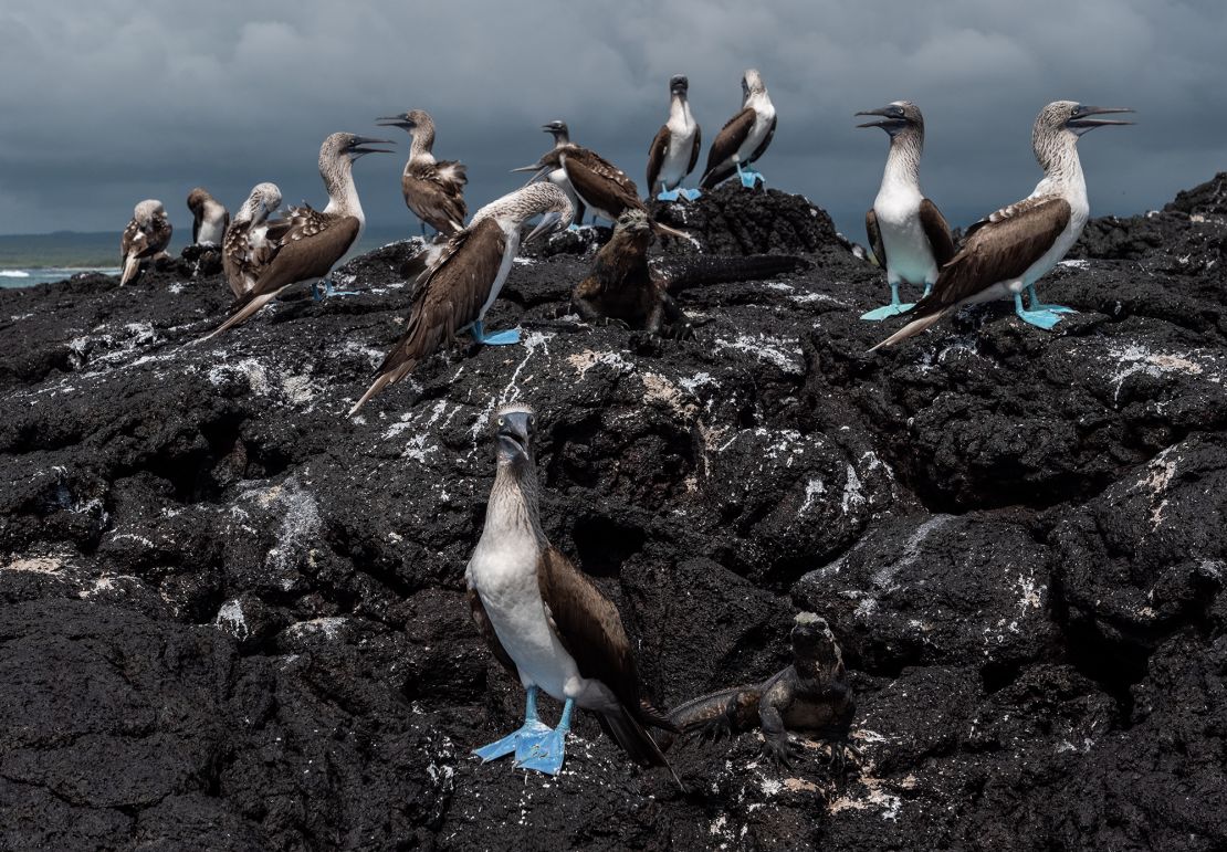 Blue footed boobies rest on volcanic rocks in the town of Puerto Villamil on Isabela island on January 21, 2019 in the Galapagos Islands.