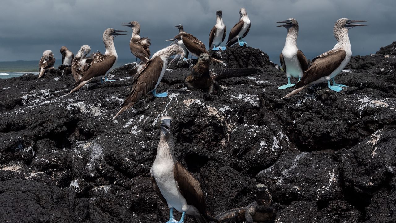 Blue footed boobies rest on volcanic rocks in the town of Puerto Villamil on Isabela island on January 21, 2019 in the Galapagos Islands.