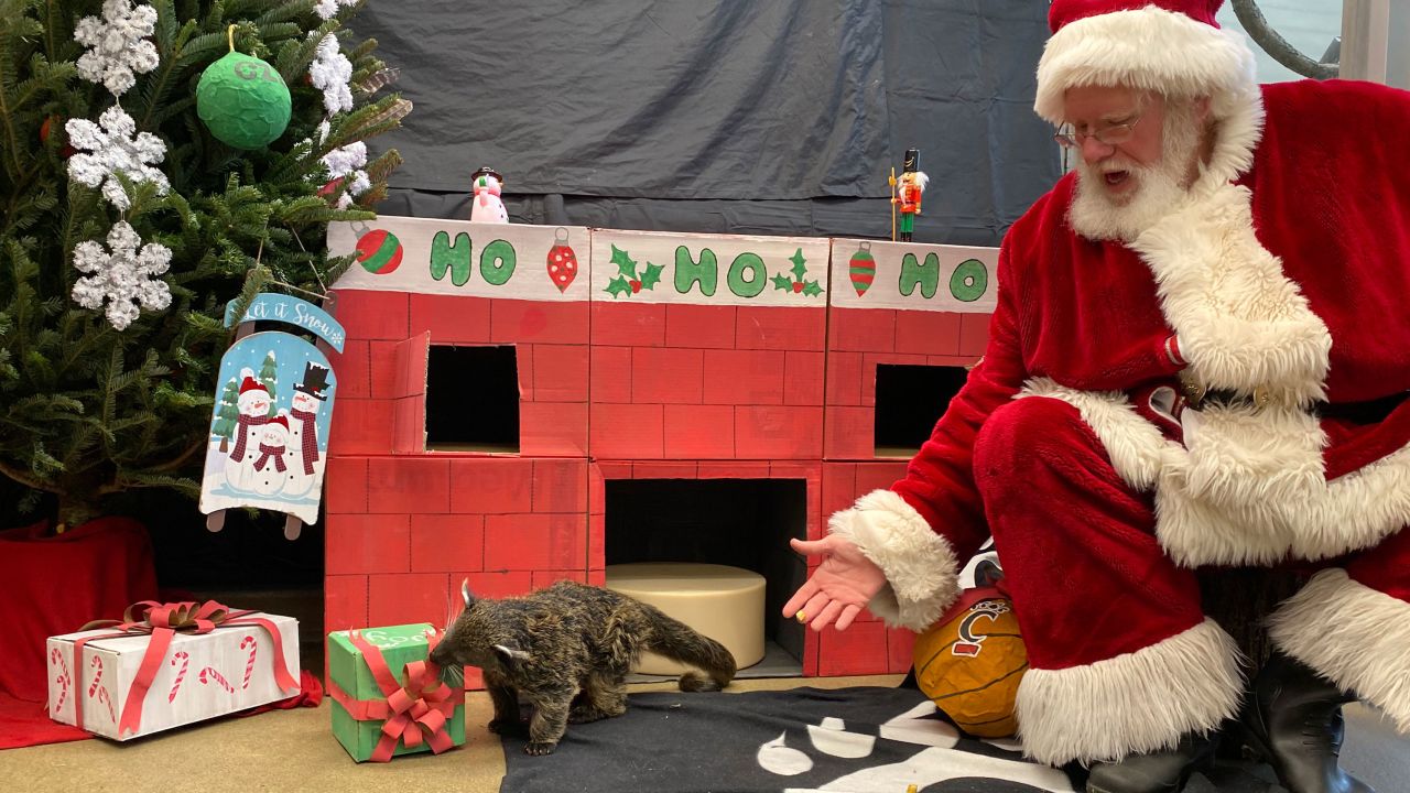 Santa visits Lucille, the bearcat, at Cincinnati Zoo and Botanical Gardens.