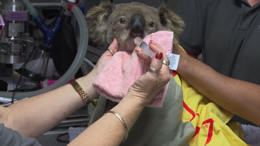 koala hospital