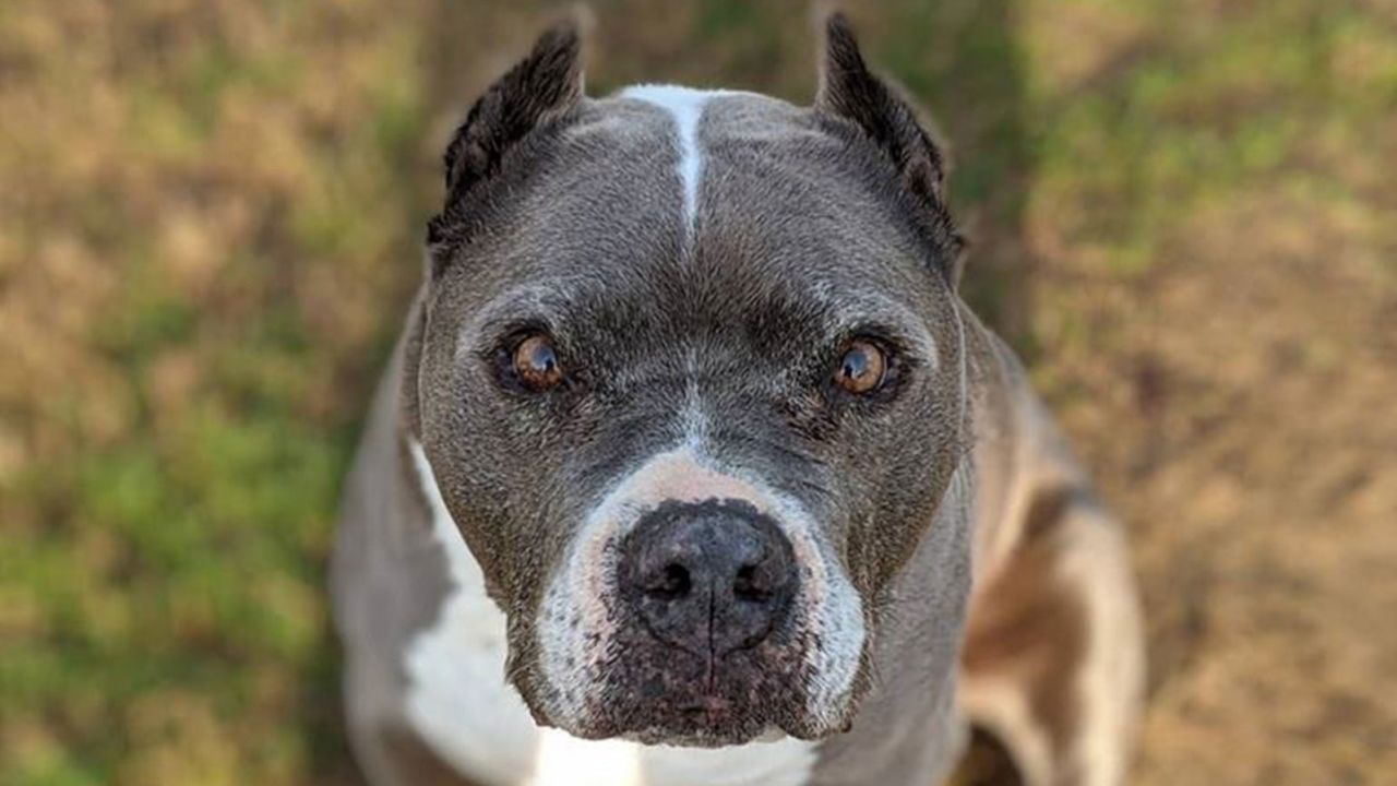 03 9-year-old shelter dog adopted