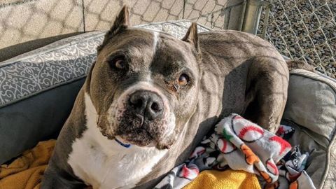 04 9-year-old shelter dog adopted
