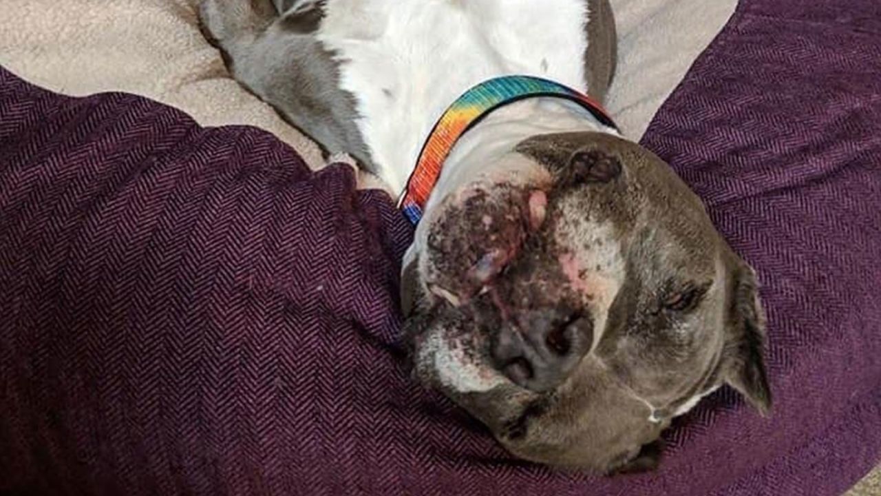 06 9-year-old shelter dog adopted