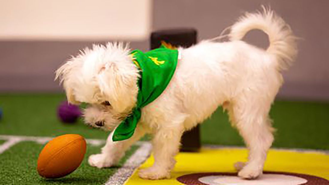 "<strong>Puppy Bowl" Seasons 14 and 15</strong>: Who needs the Super Bowl when you can watch the most adorable pups hit the field instead? <strong>(Hulu) </strong>