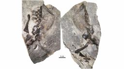 300-million-year-old lizard that showed the earliest example of parental care in animals