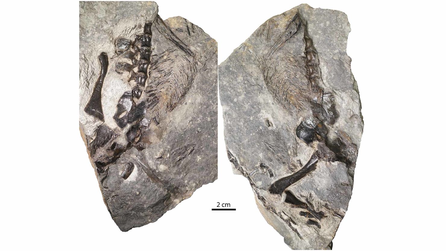 A 300-million-year-old fossil shows an ancient lizard-like creature with its tail wrapped around what appears to be its offspring -- proof, researchers say, that even Paleozoic creatures made good parents. 