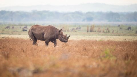 According to African Parks, 17 black rhinos were moved and "successfully released" into their new home.