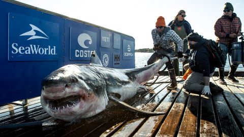 A photo taken when Ironbound was caught and tagged earlier this year.