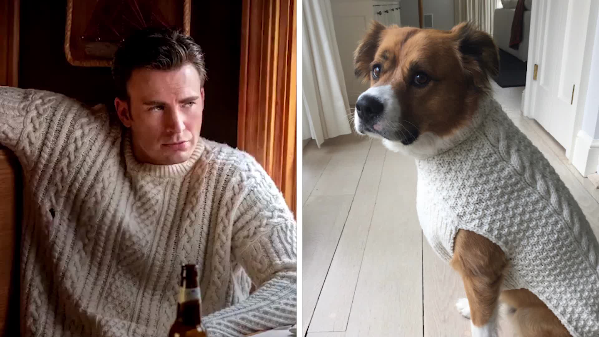 Chris Evans gets his dog, Dodger, a matching 'Knives Out' sweater for  Christmas