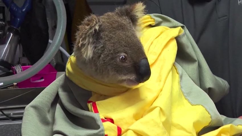 australias koala population threatened fires allen dnt nr vpx_00001227