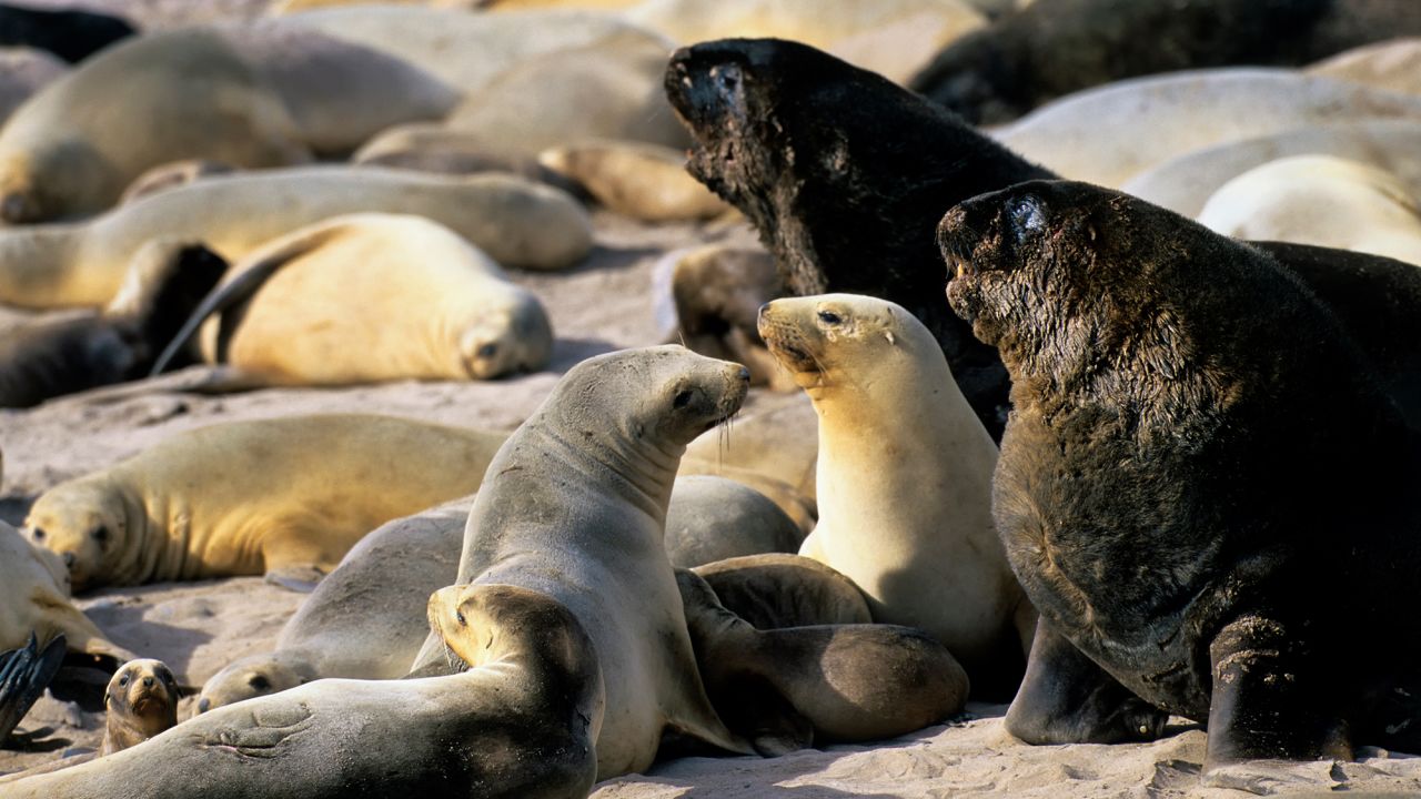 A sea lion colony on the Auckland Islands in New Zealand, taken in 2004. The animals pictured were not involved in Friday's incident.