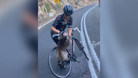 A cyclist stopped in the middle of the road to give a thirsty koala water 