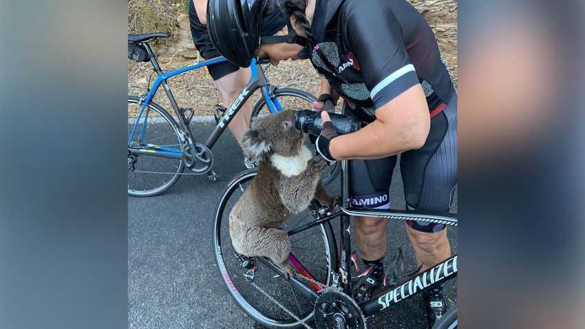 A cyclist stopped in the middle of the road to give a thirsty koala water
