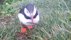 01 Puffins using tools - puffin with stick VIDEO GRAB