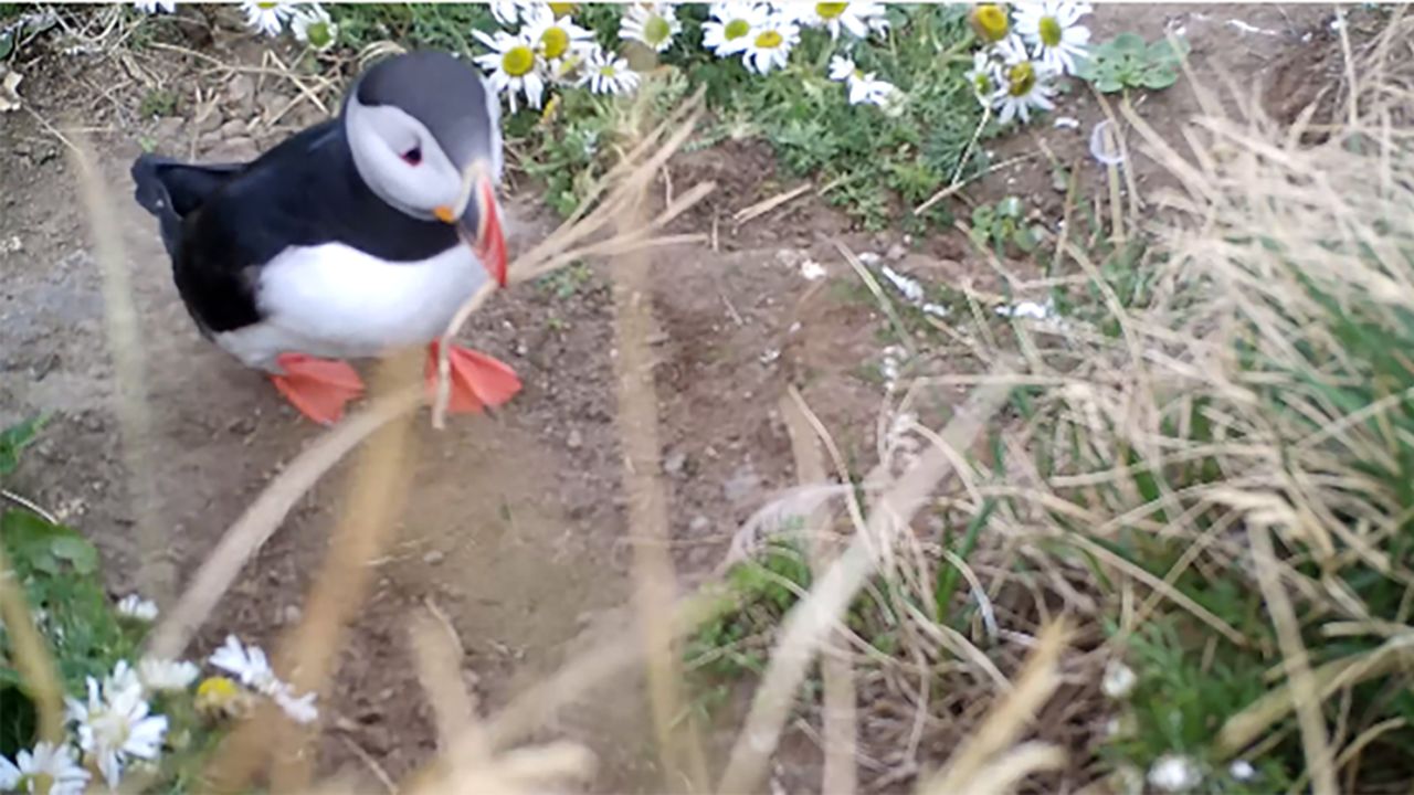 The Icelandic puffin dropped its stick to pick up grass and feathers to line its nest. Pointy sticks, while good for a scratch, do not make suitable bedding for persnickety puffins.