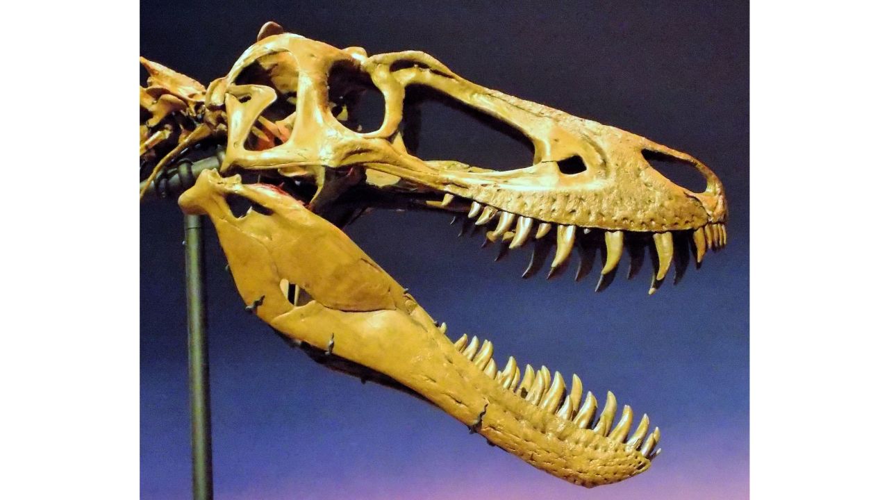 The skull of the juvenile T. rex "Jane" was slender with knife-like teeth, not quite enough to crush bones.