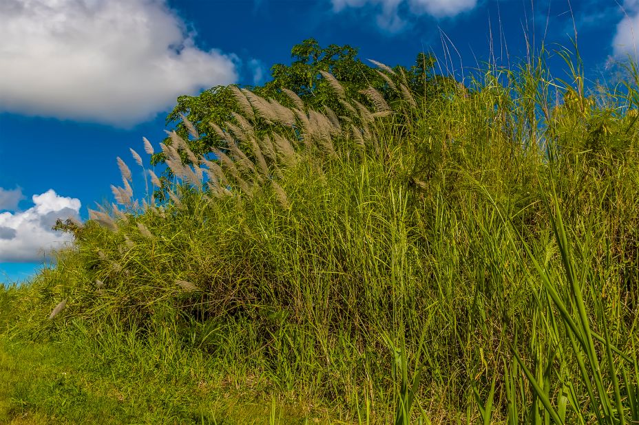 <strong>Barbados, for great cuisine and rum: </strong>Sugar cane blows in the breeze in Barbados, a reminder of the island's rich rum culture. Bajan cuisine is very tasty, too.