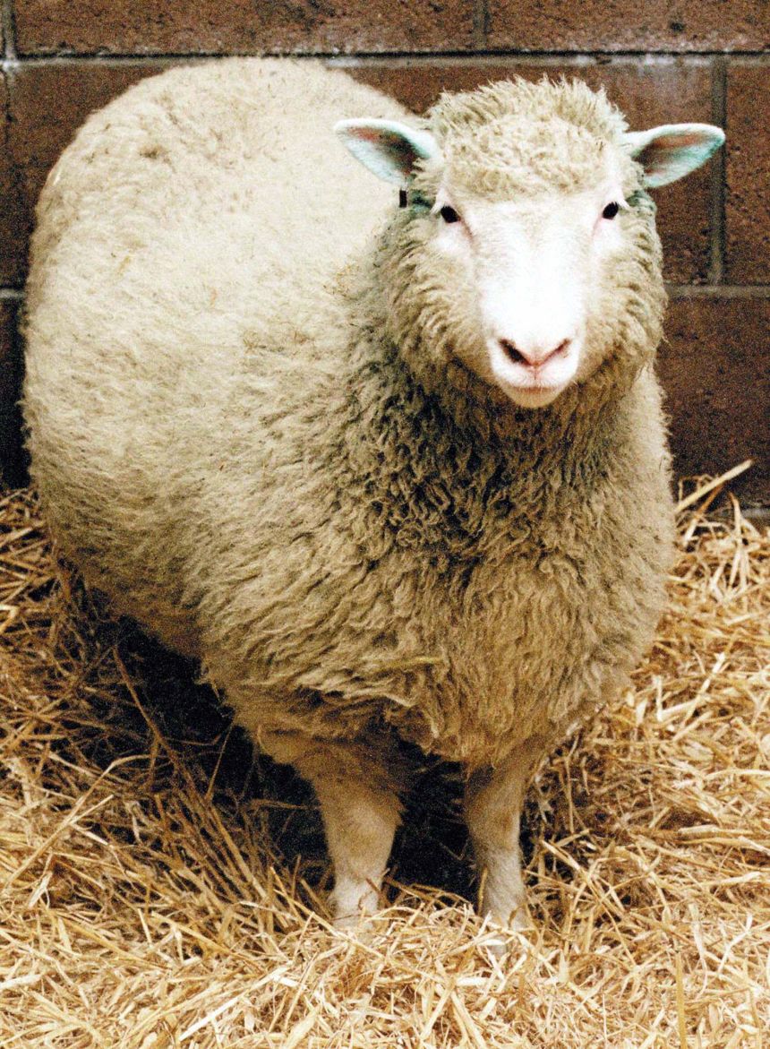  Dolly the sheep in a 1997 file photo.
