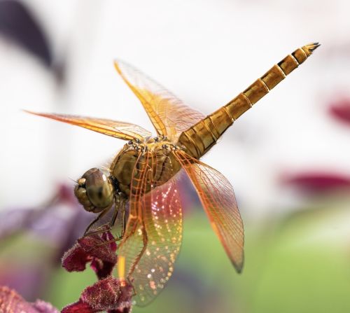 Ojo first learned how to shoot macro photography from YouTube tutorials and took a course on insect-human interactions at the University of Alberta, Canada. His first macro photograph was of this dragonfly, taken in 2020, in China, where he was teaching English.