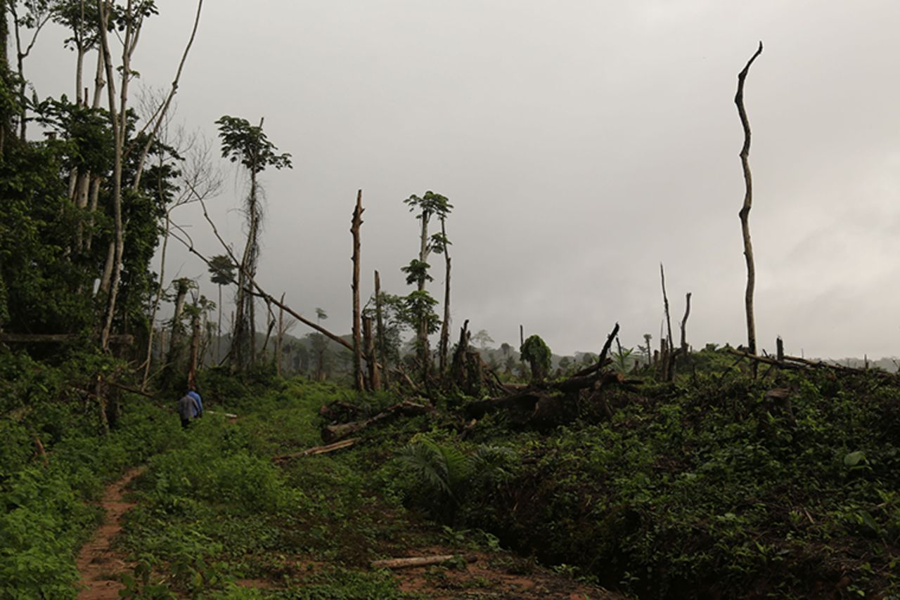 Tree stumps are seen in the heart of the Congo Basin forest near Kisangani in the Democratic Republic of Congo on September 25, 2019.