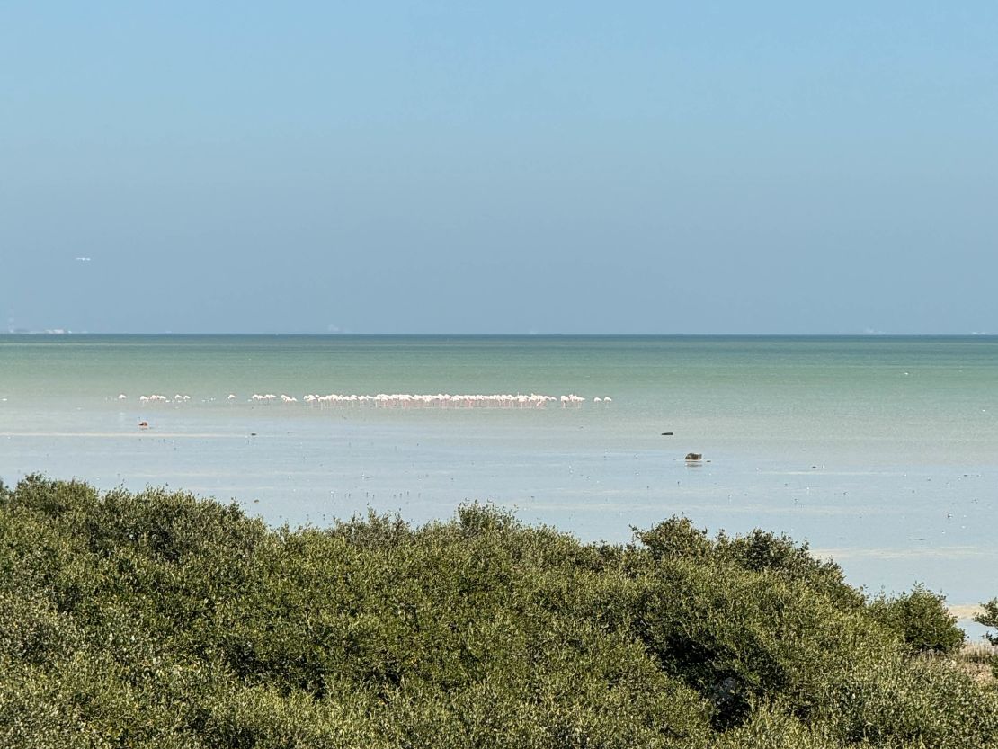 Mangrove swamps along the coast play host to thousands of flamingoes in winter.