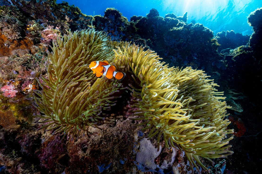 The fish were found to shrink in response to higher water temperatures.