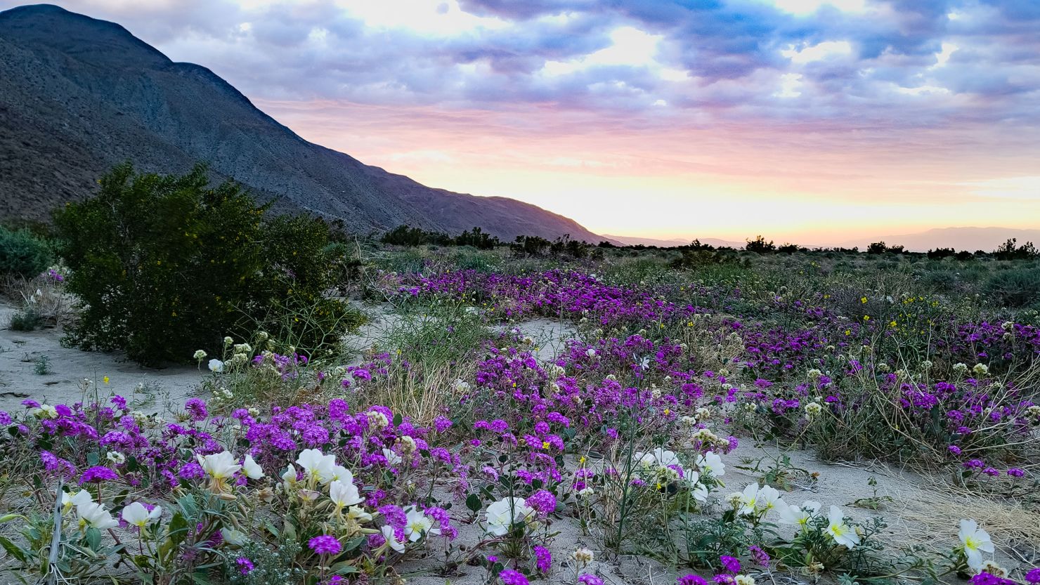 Wildflowers bloom in Anza-Borrego Desert State Park's Coyote Canyon at sunrise on Thursday, March 14.
