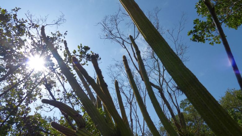 The Key Largo tree cactus was initially found growing in the United States in 1992 at a single site. That population has since been lost to a combination of rising sea levels and increasingly intense storms.