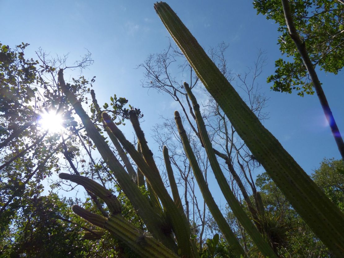 The Key Largo tree cactus.