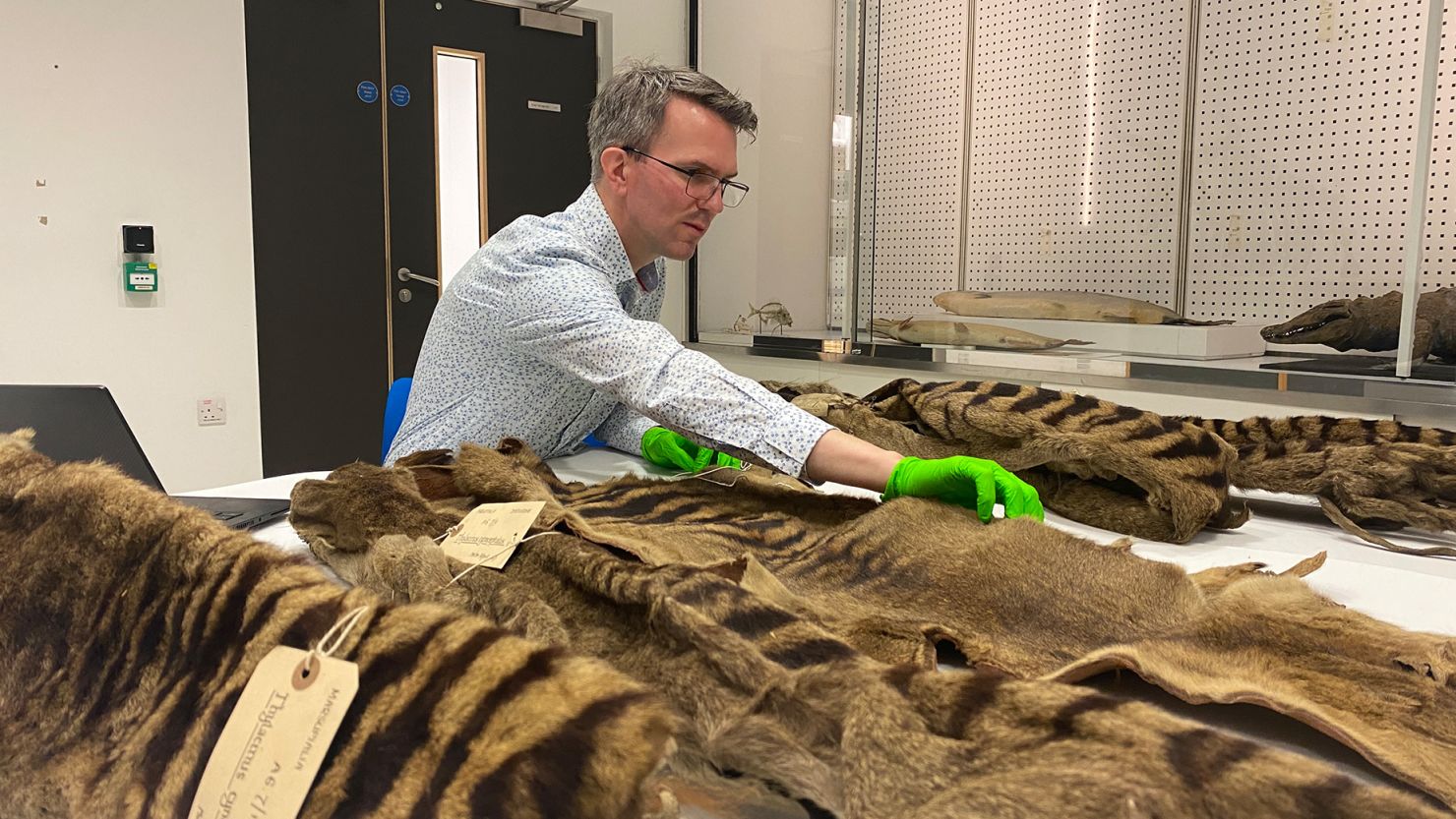 The University of Cambridge's collection of thylacines, or Tasmanian tigers, was sent to the museum by Morton Allport in 1869 and 1871. The collection represents the United Kingdom's largest collection of this species that originates from a single supplier.