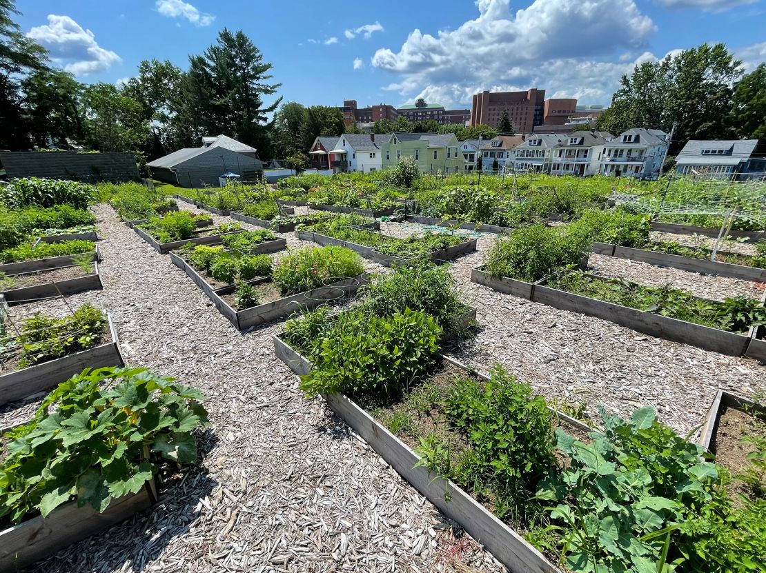 Crops and flowers before peak harvest in July 2024 at Capital Roots' Morris Street Community Garden in Albany, New York. The garden, which opened in 2021, is Capital Roots' 55th community garden.