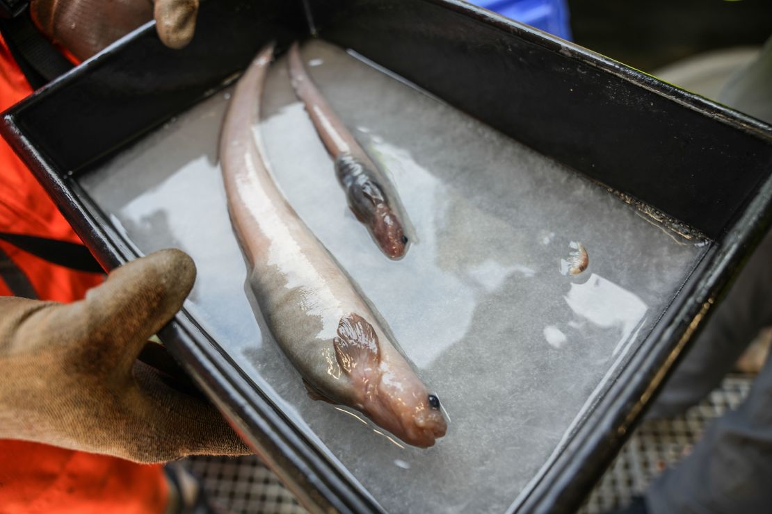 Dos eelpouts que podrían ser nuevos para la ciencia fueron capturados en una trampa para peces colocada a 2.700 metros (1,7 millas) debajo de la superficie del océano en Bounty Trough.