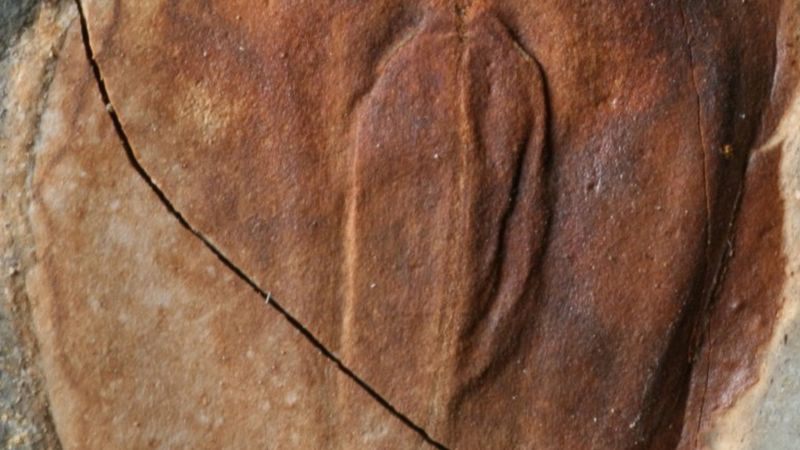 https://media.cnn.com/api/v1/images/stellar/prod/2-post-extinction-lycopod-sporophyll.jpg?c=16x9&q=w_800,c_fill
