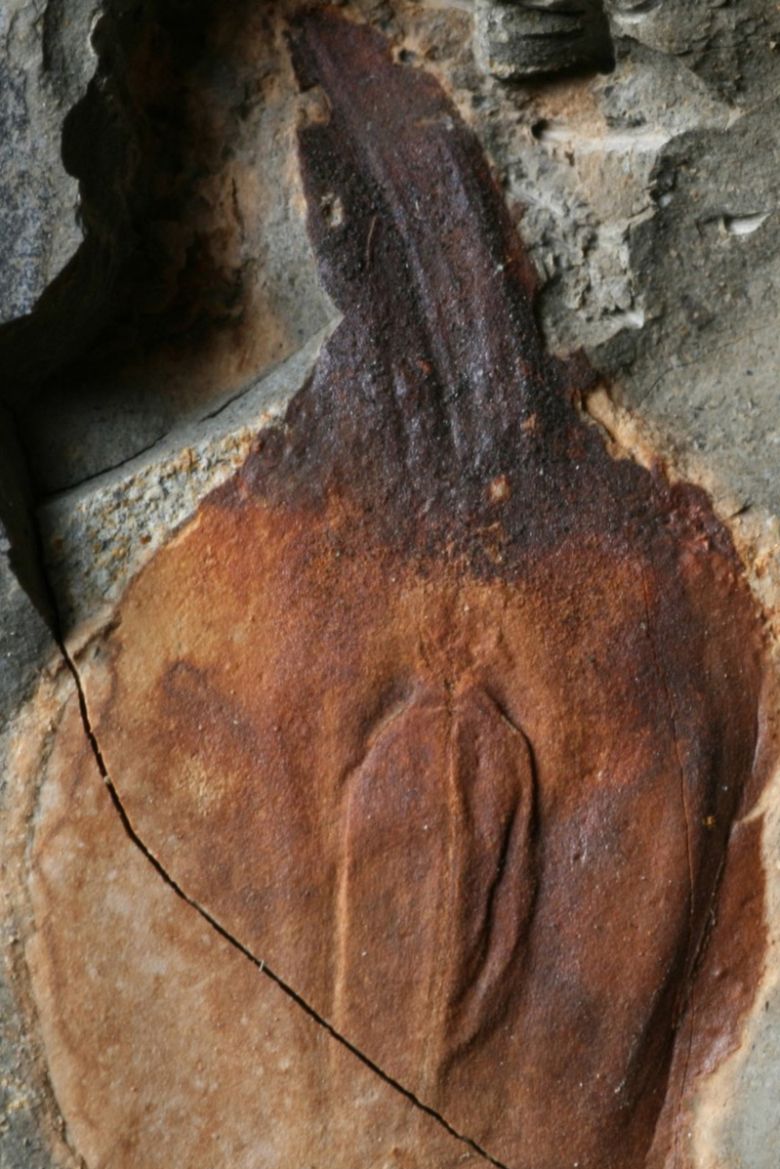 A post-extinction plant called a lycopod sporophyll.