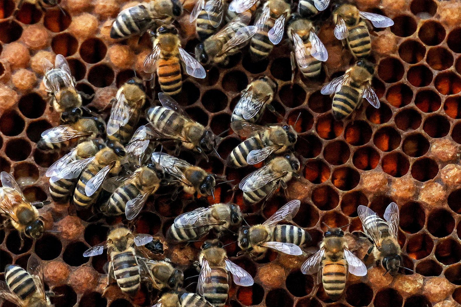Worker bees swarm outside a hive at an apiary in Kuwait City on Monday, February 5.
