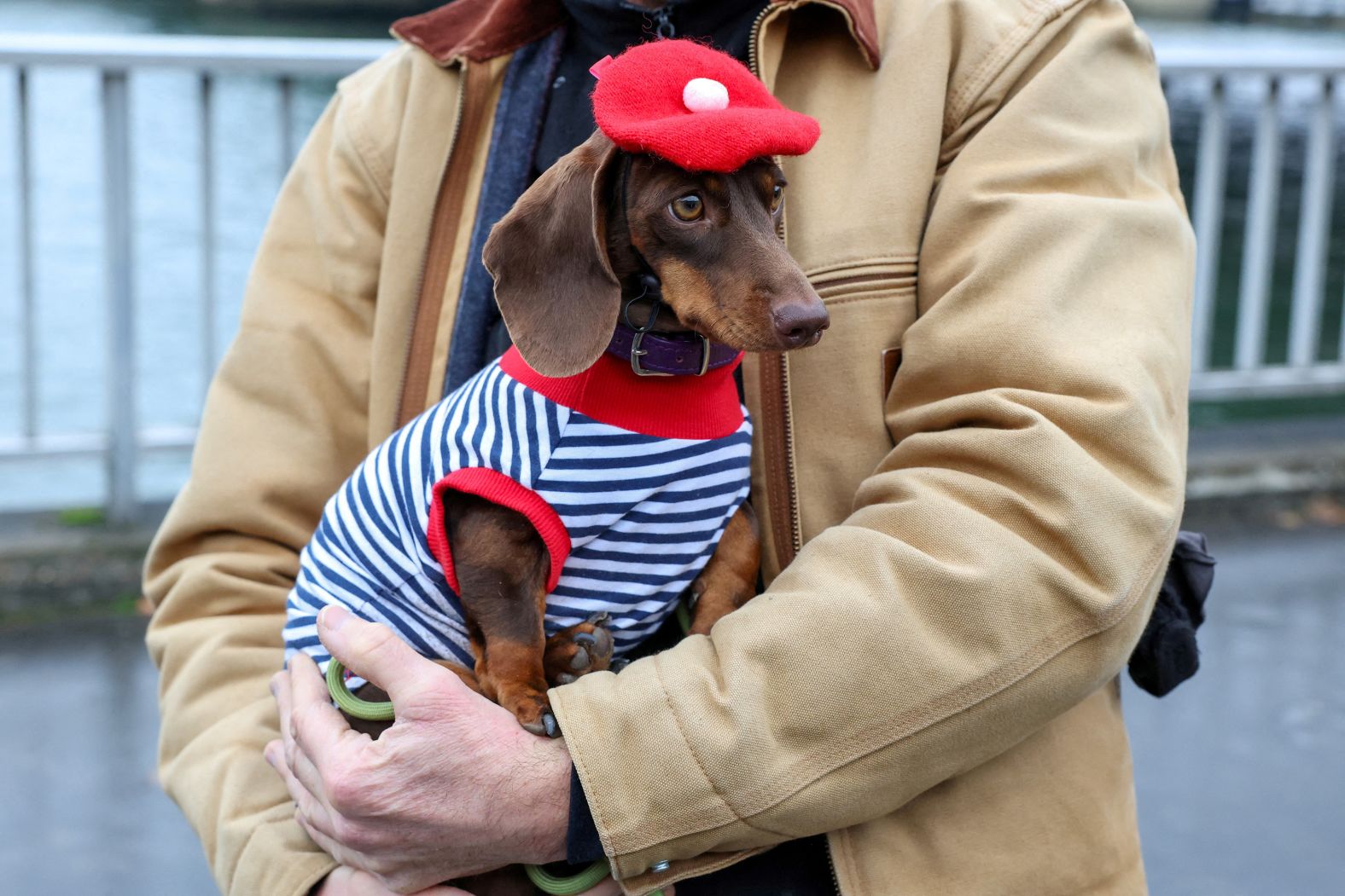 A person carries a dachshund in the annual Paris Sausage Walk, also known as the march of the dachshunds, on Sunday, November 17.